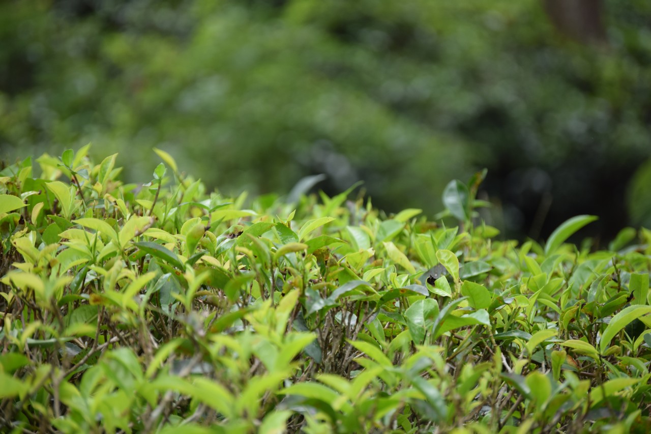Sri Lanka tea leaves