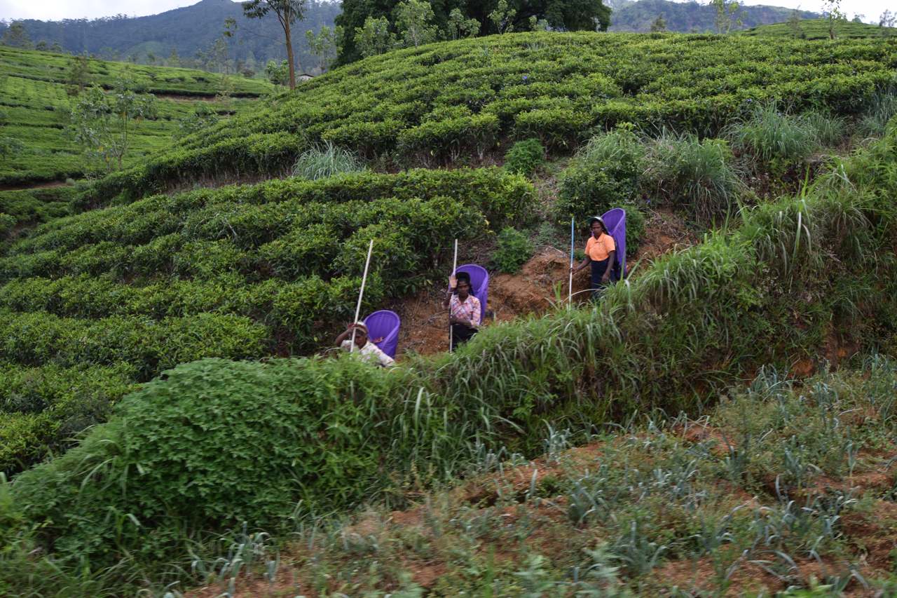 Sri Lanka tea plantation women