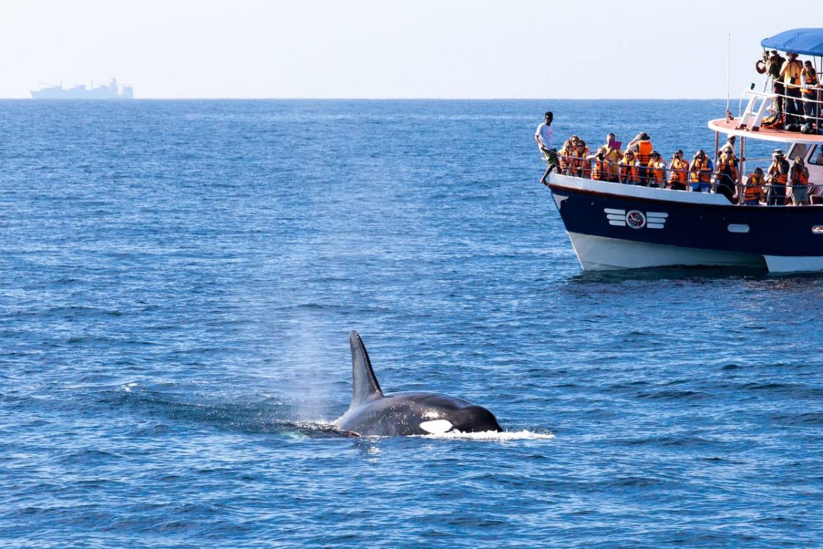 Sri Lanka whale watching