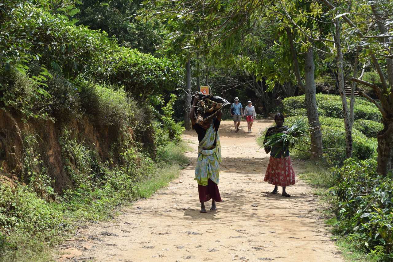 Sri Lanka women carrying tea