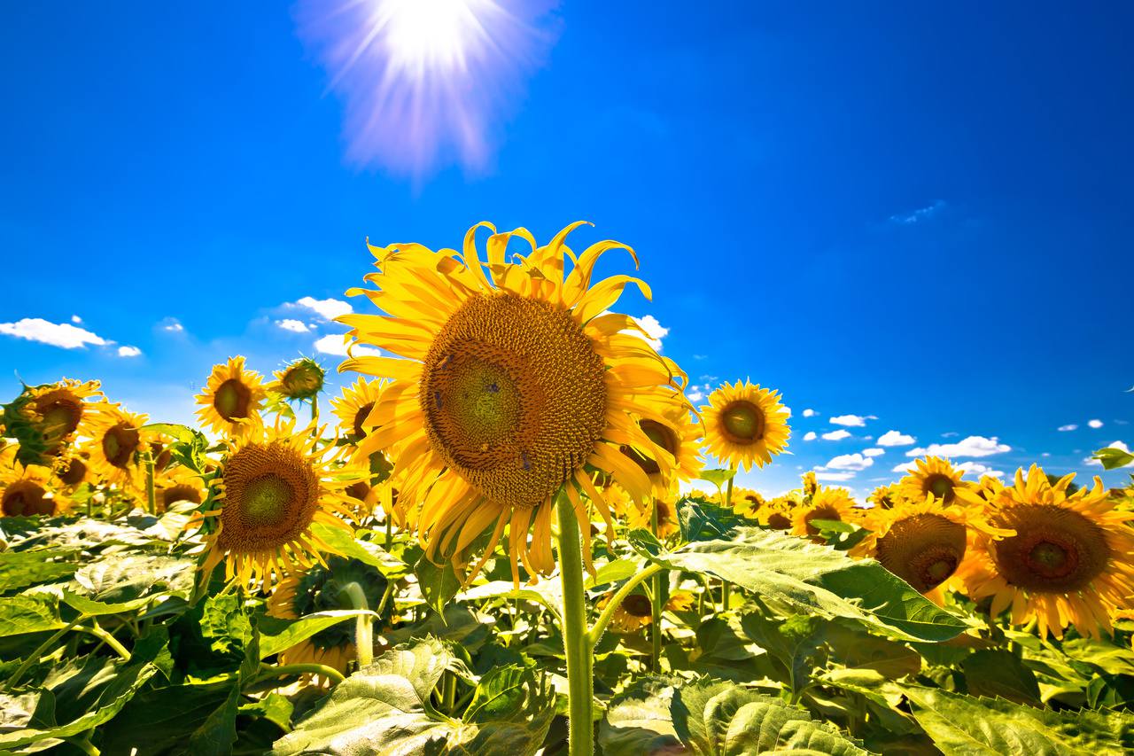 Sunflowers in Slavonia