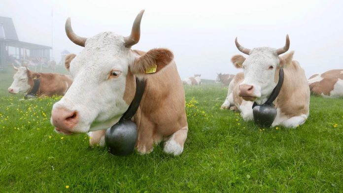 Switzerland cows Switzerland cows