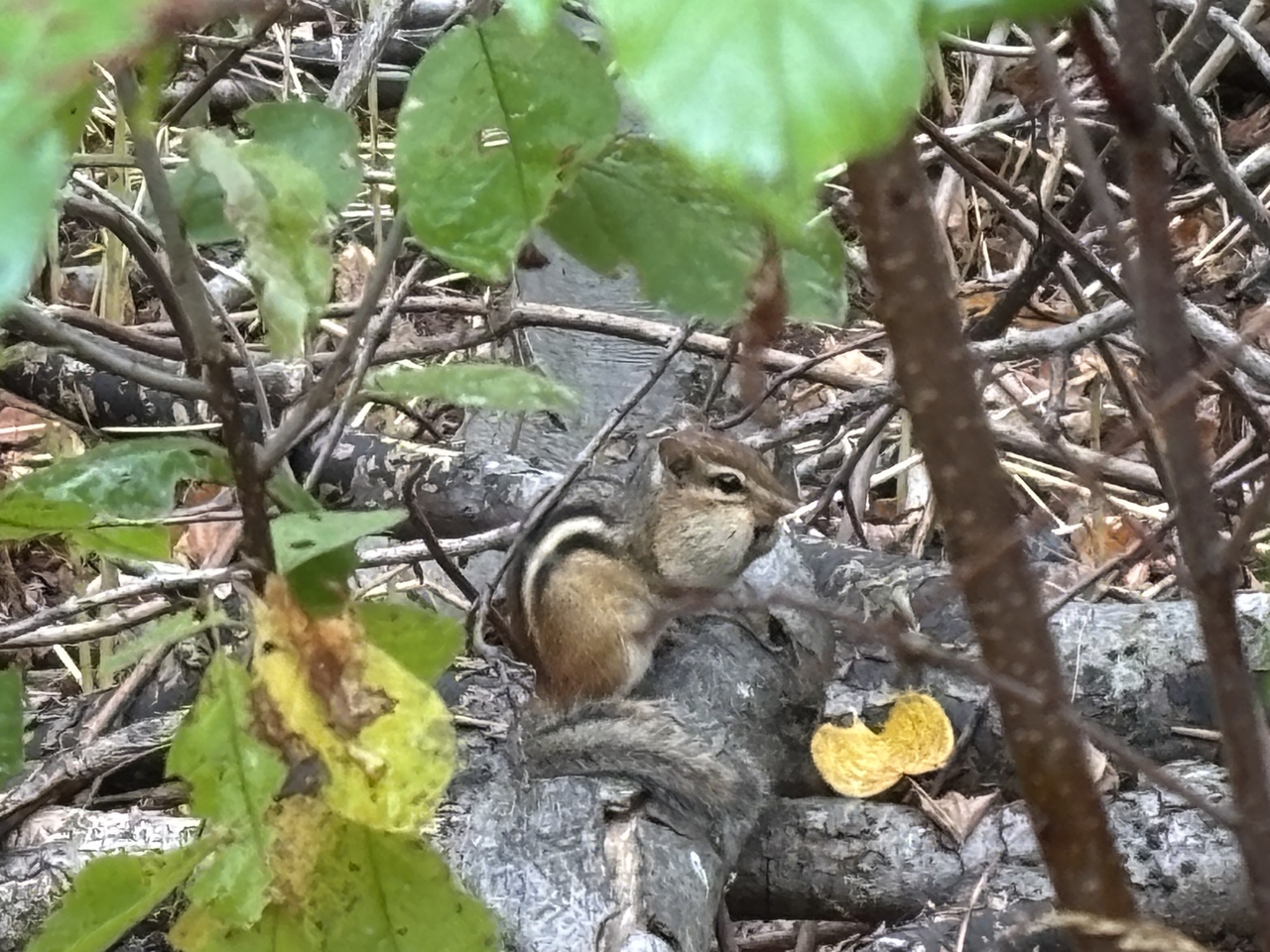 The friendly chipmunk...