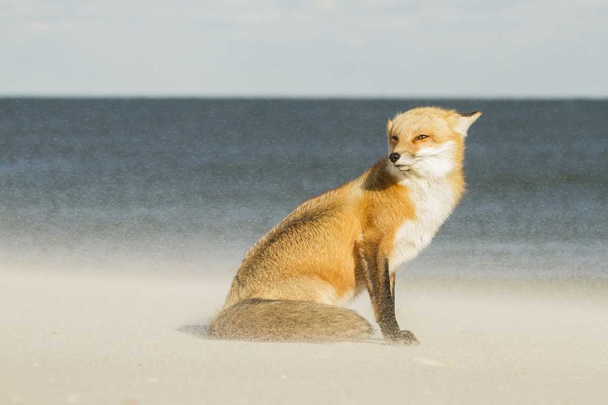fox in Island Beach State Park, New Jersey, USA
