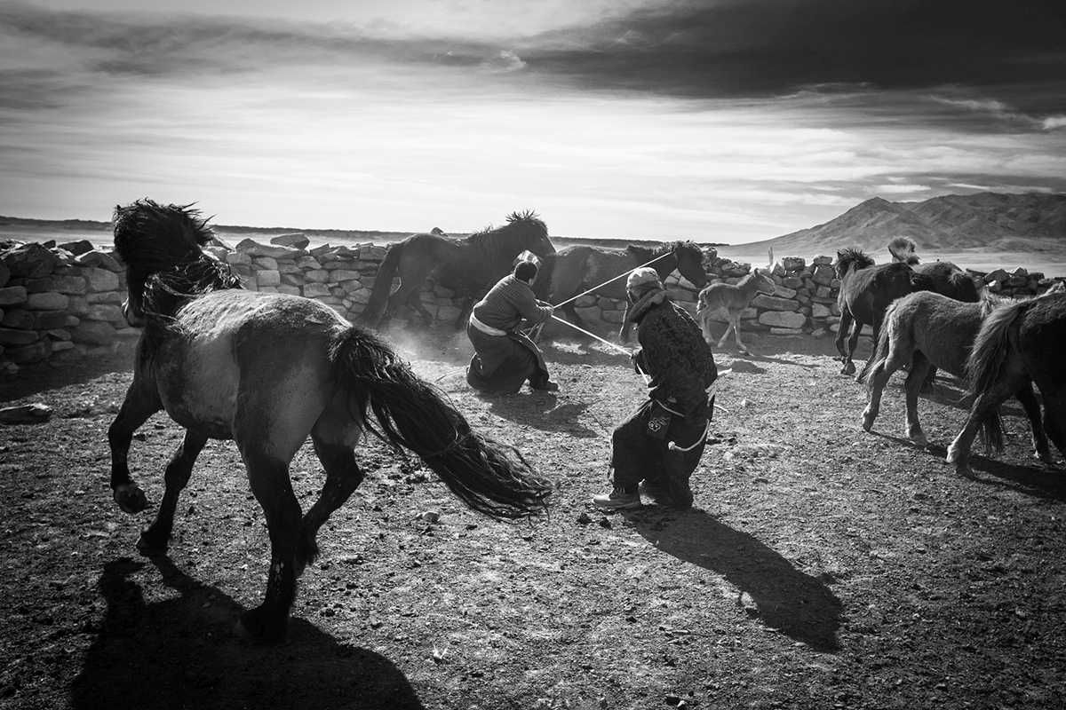horses in Bayankhongor, Mongolia