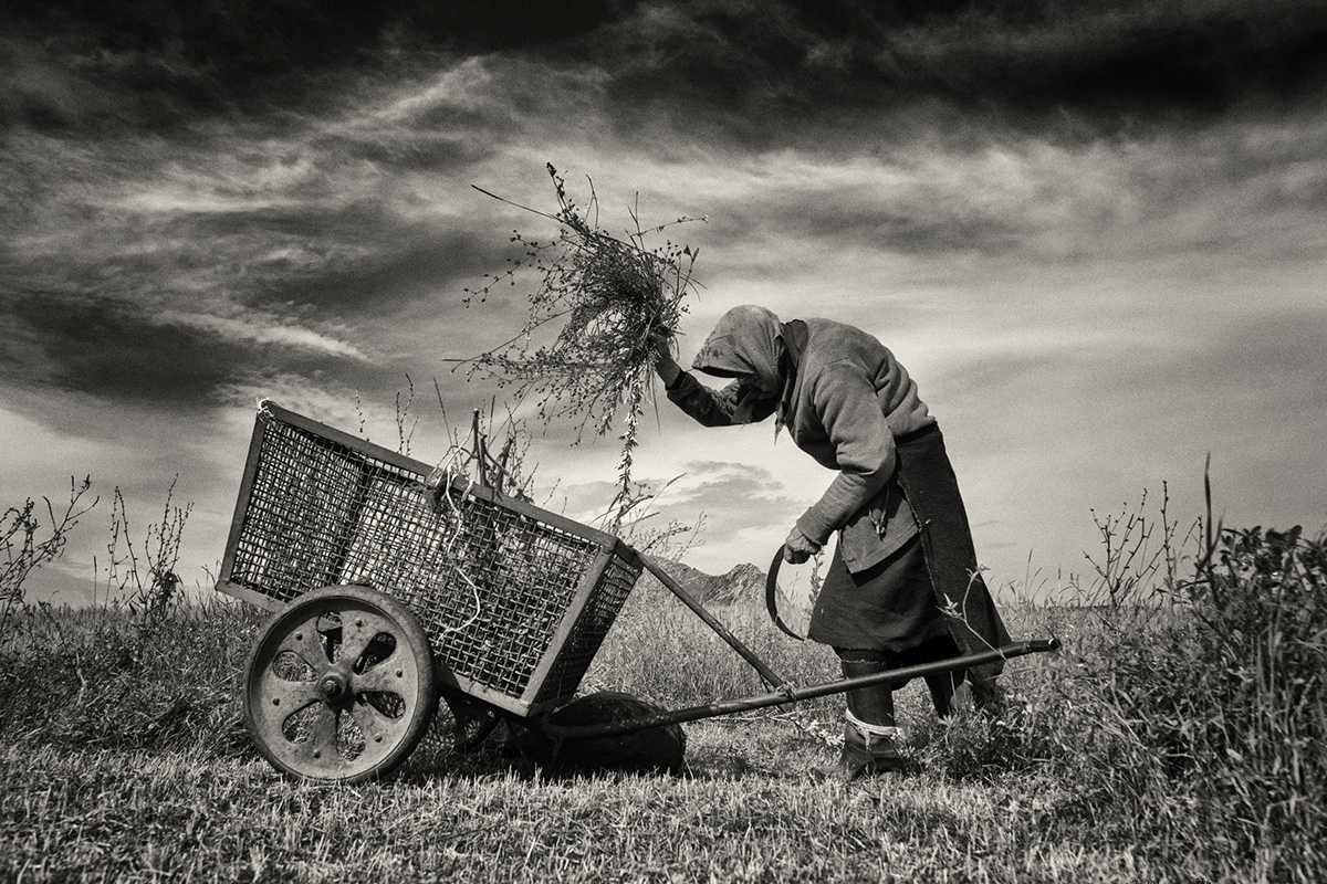 Elderly Woman Cutting Grass with a Sickle for Animal Food