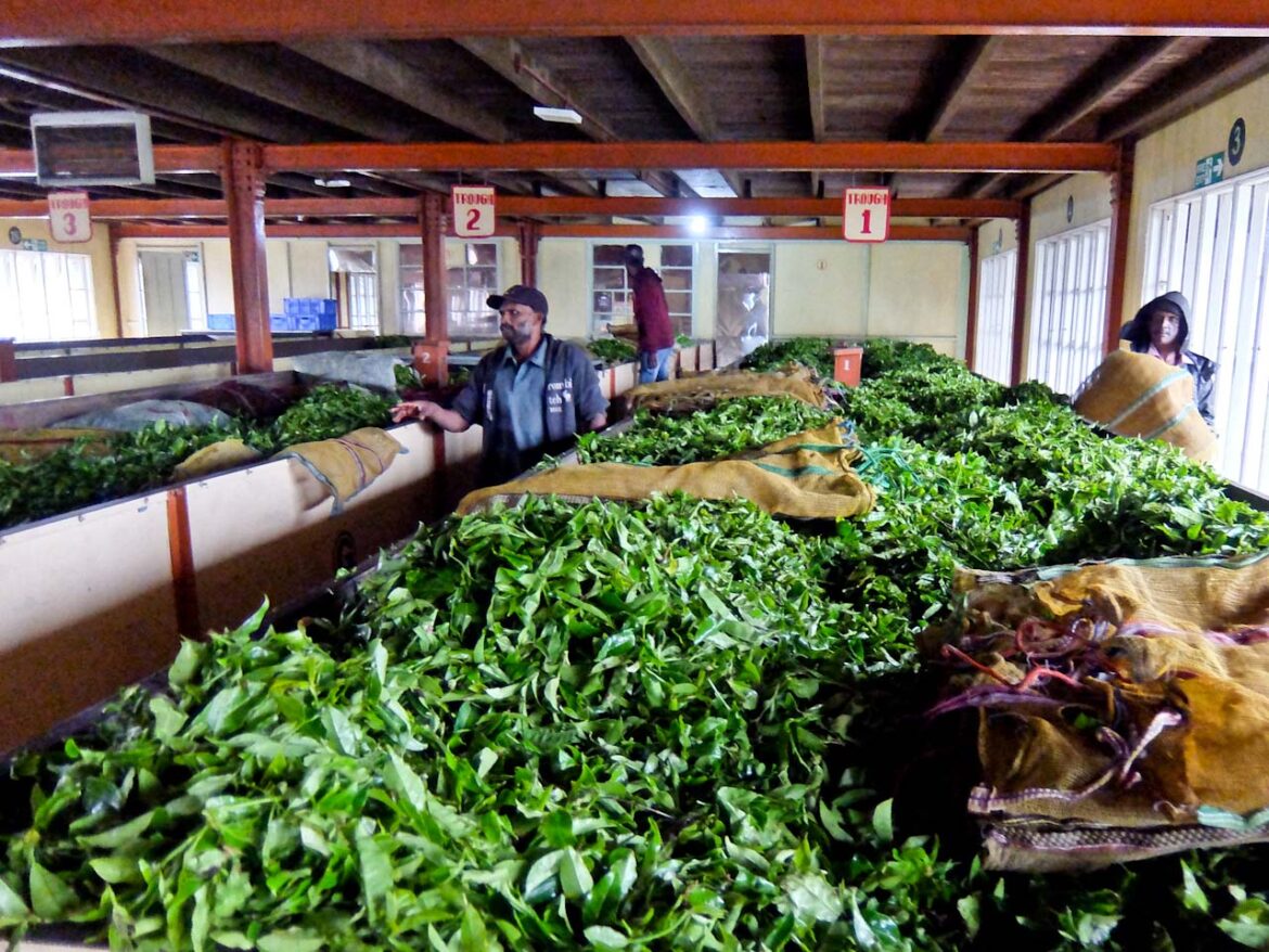 Tea Factory