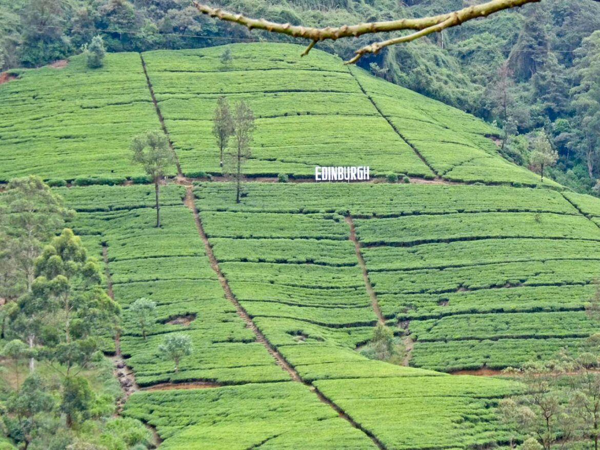 Tea Plantation