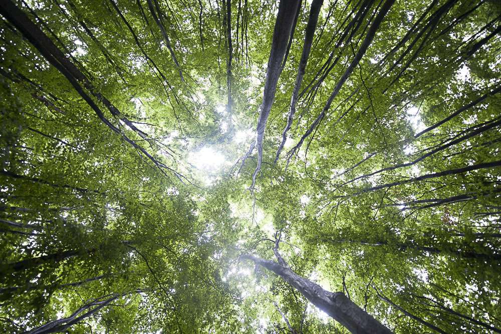 Transylvania has some of the largest and most untouched beech and oak forests in Europe