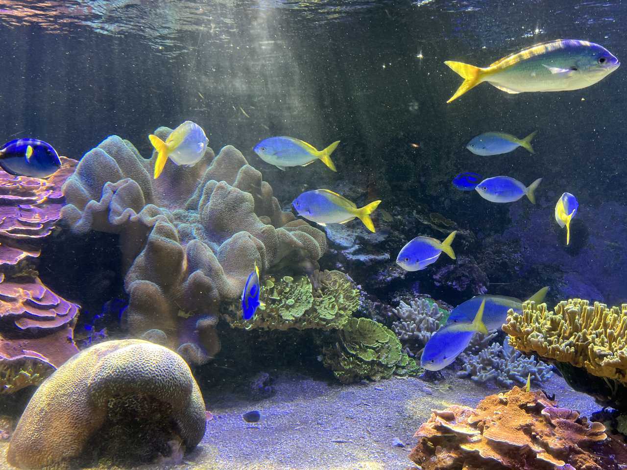 Tropical fish, Nausicaa