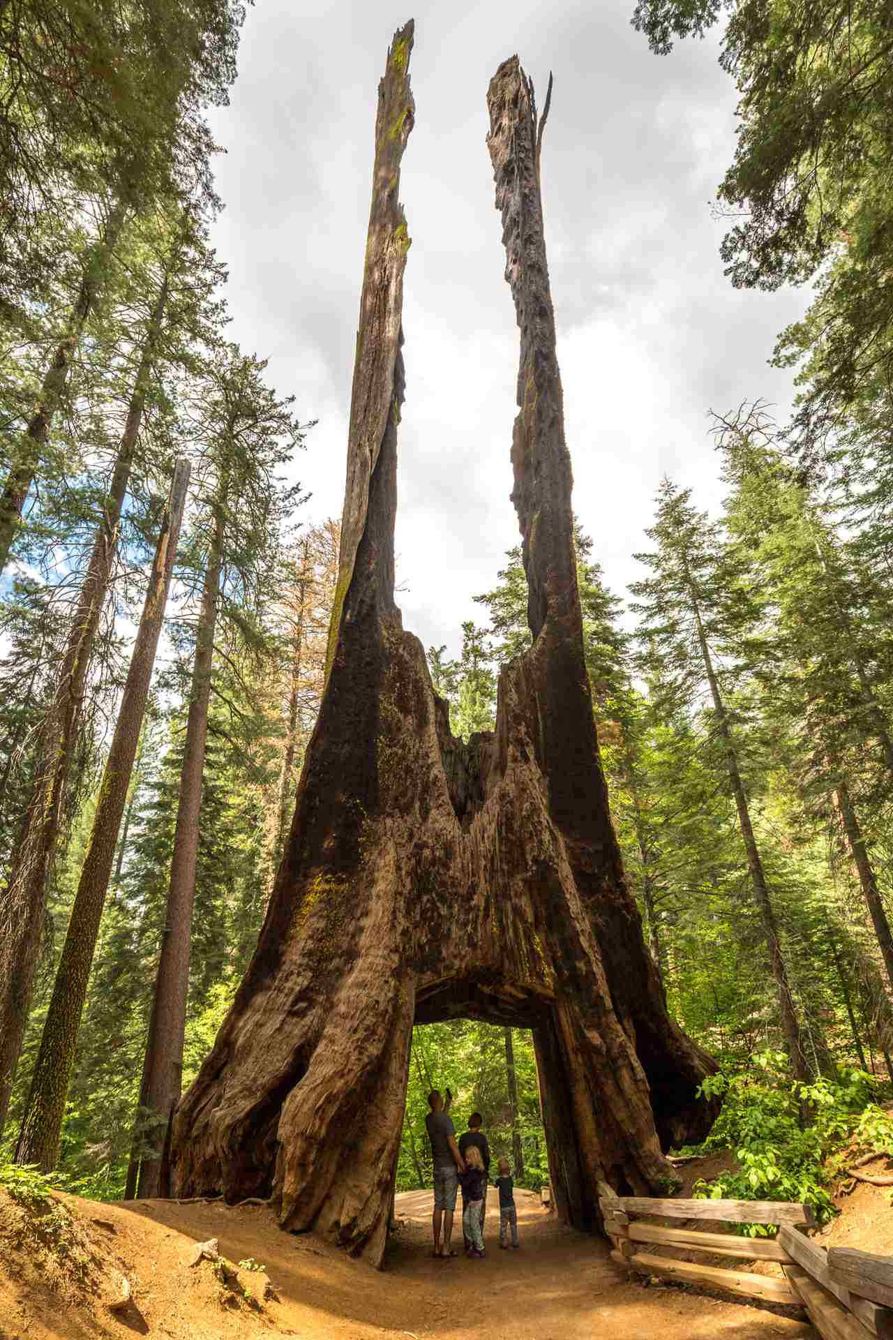 Tuolumne Grove of Giant Sequoias in Yosemite c Kim Carroll, Evergreen Lodge