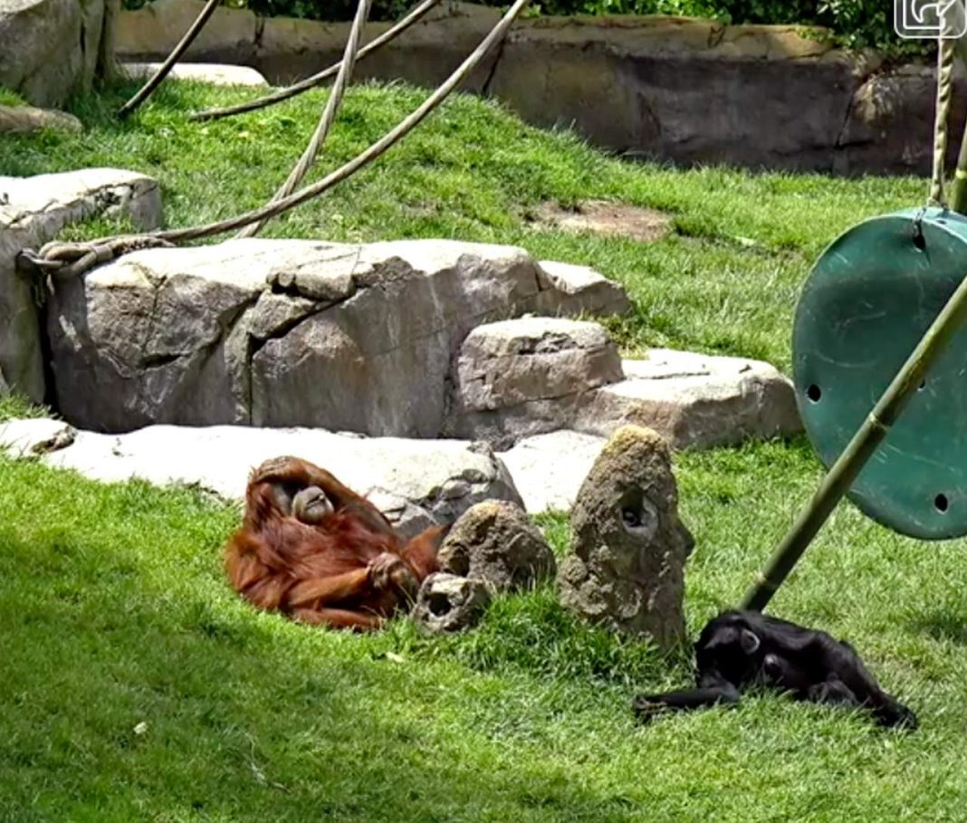 Five fabulous live zoo cams to enjoy from home