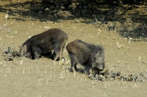 Two wild boar