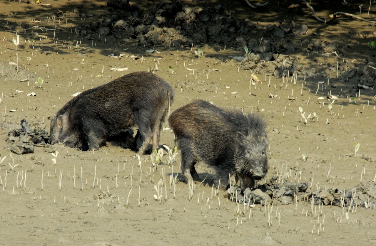 Two wild boar