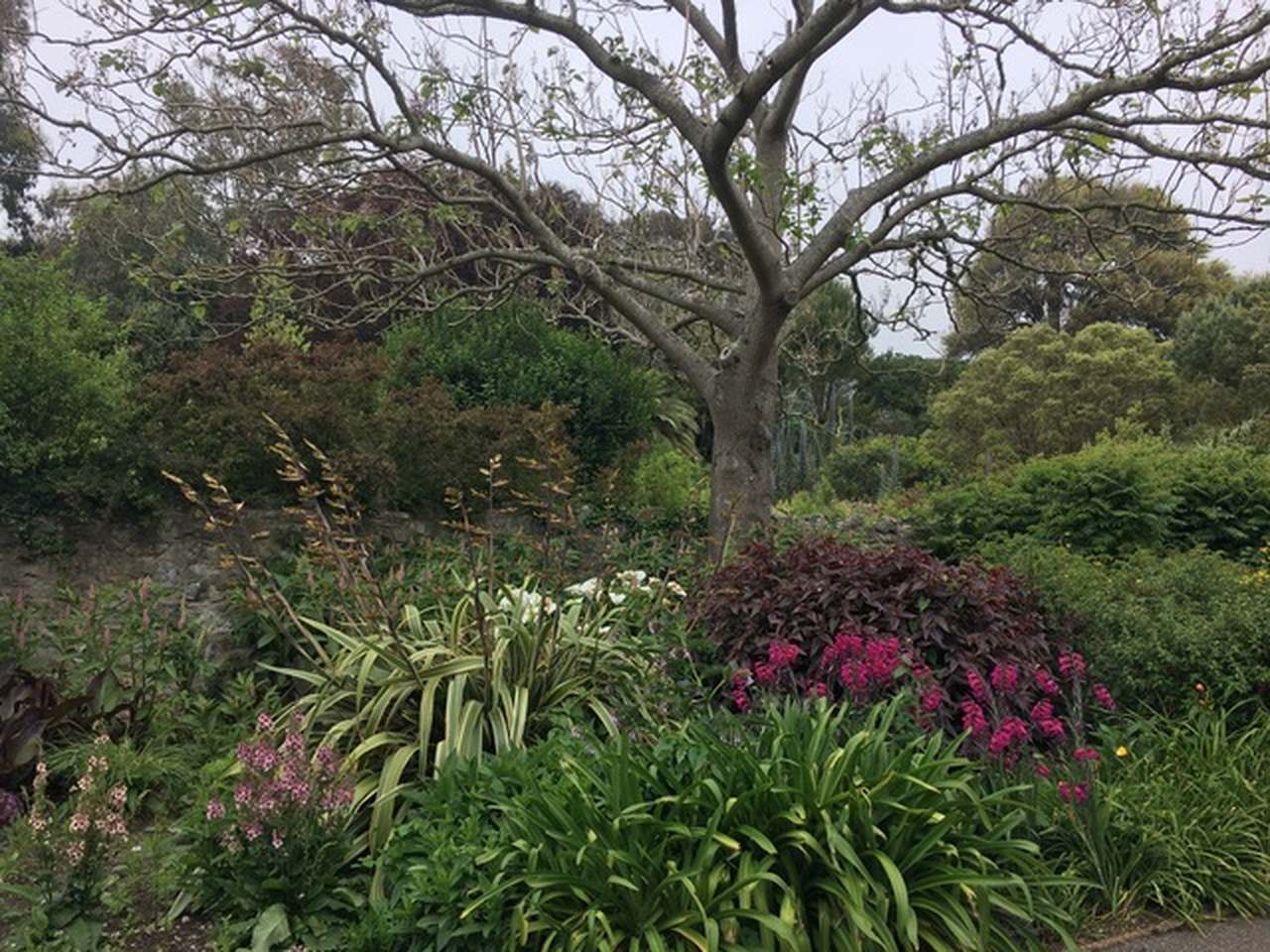 Ventnor Botanic Gardens