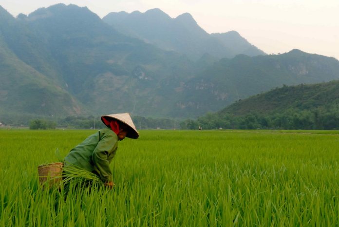 Vietnam rice field Vietnam rice field