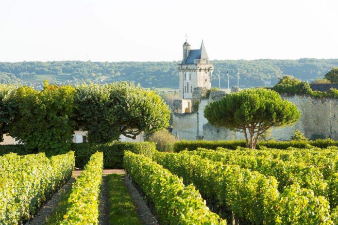 Vines and Château Chinon Vines and Château Chinon