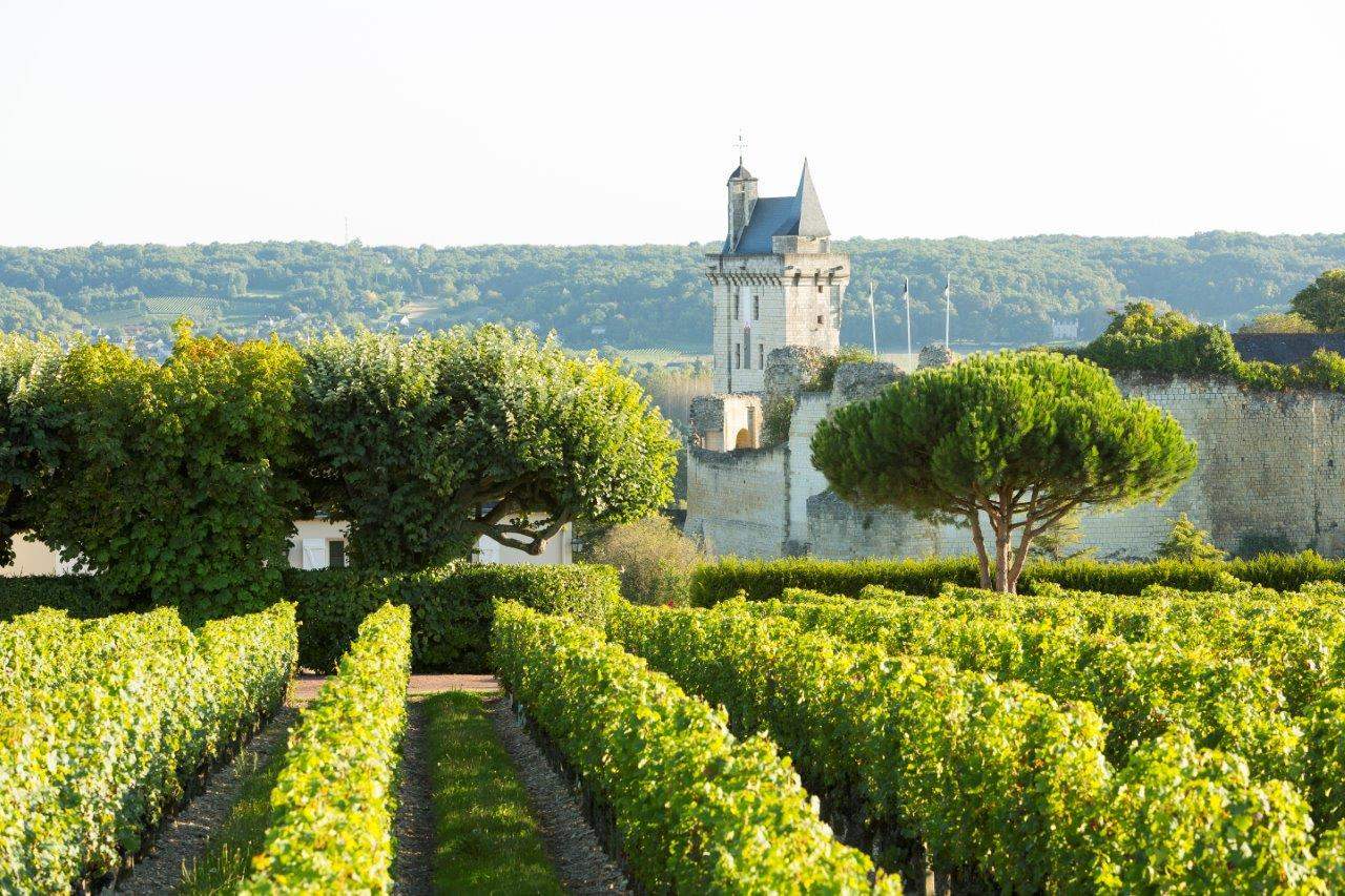 Vines-and-Chateau-Chinon-c-Stevens-Fremont image