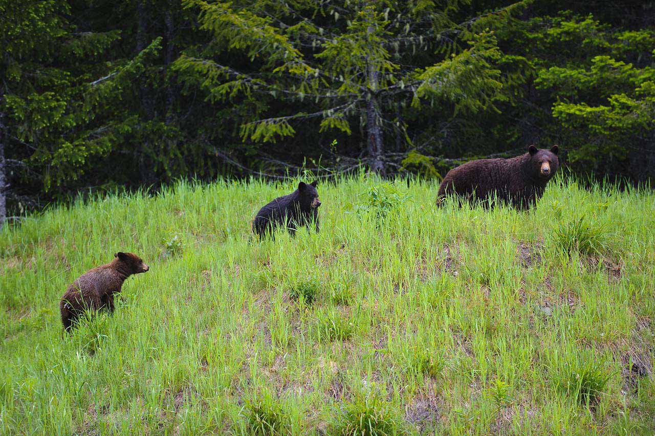 Western Canada British Columbia - Black Bear Mother and Cubs feeding on grass and clover in the rain