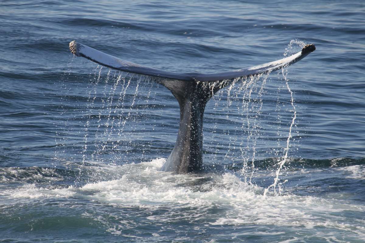 Whale tail