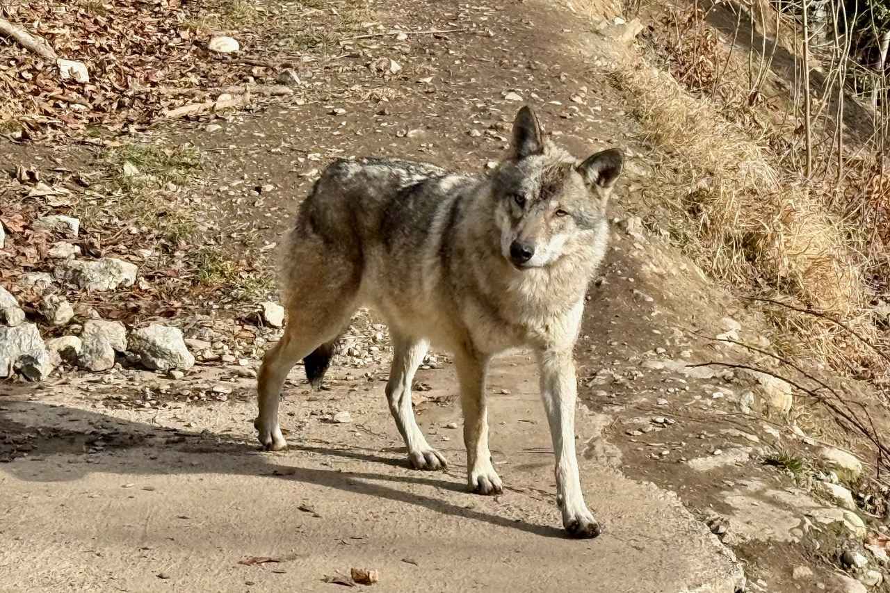 Wolf at the Alpenzoo in Innsbruck