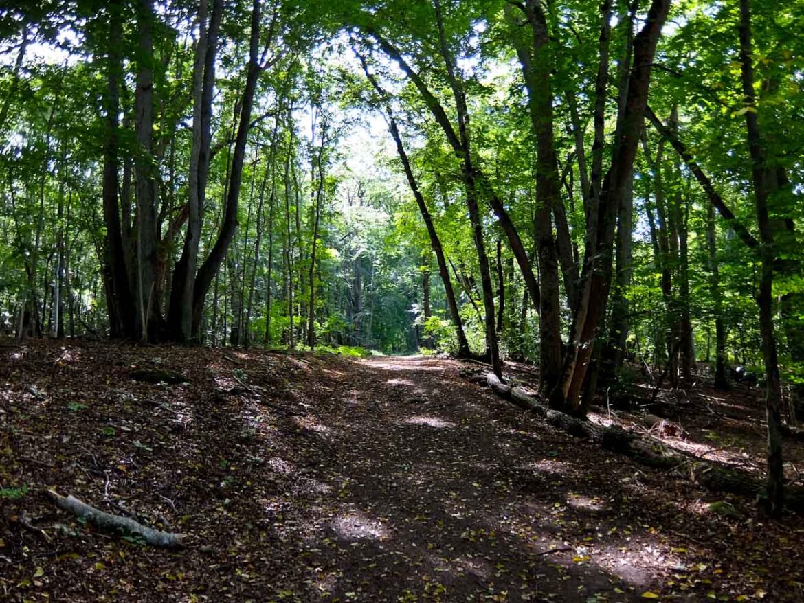 Woodland Path