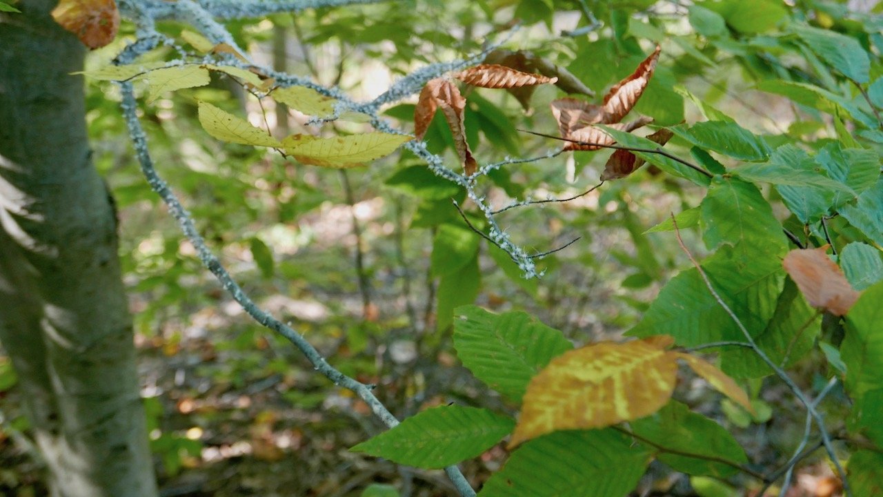 Woolly aphids at Cuyahoga Valley