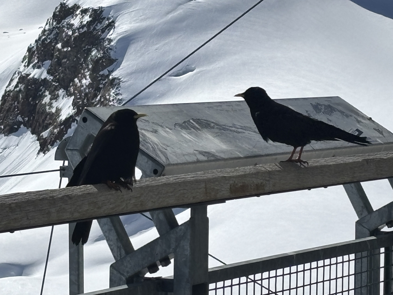 'Of course there are black runs...' Grinwald