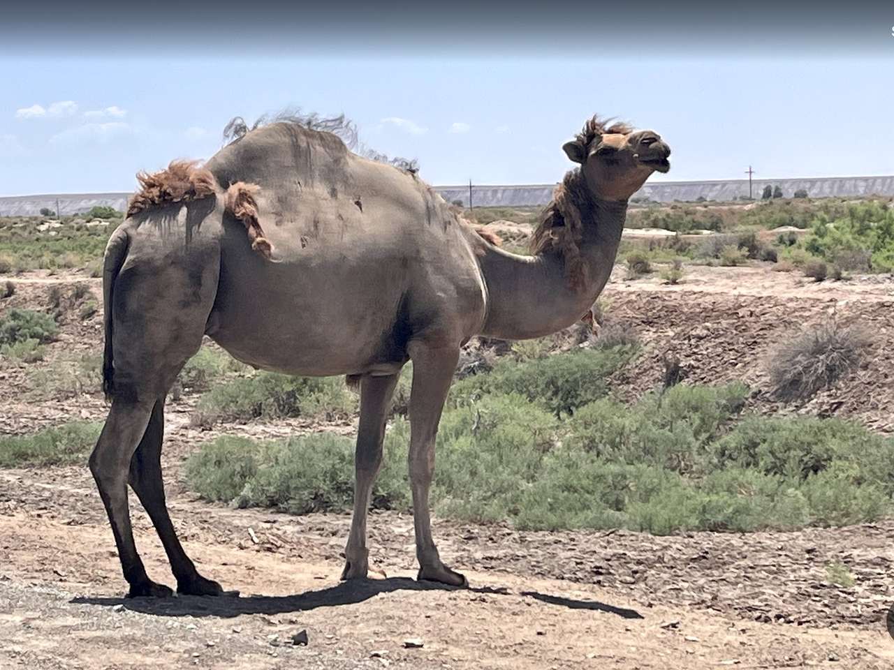 Bactrian camel - icon of the ancient Silk Roads