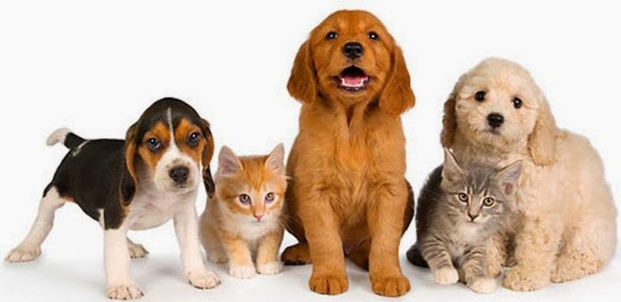 cats and dogs Cats and dogs