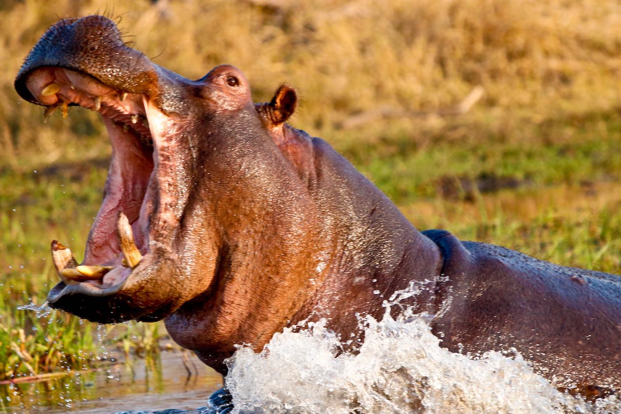hippo charging - rupert parker