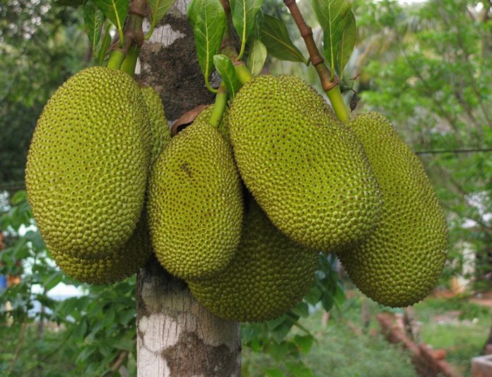 jackfruit