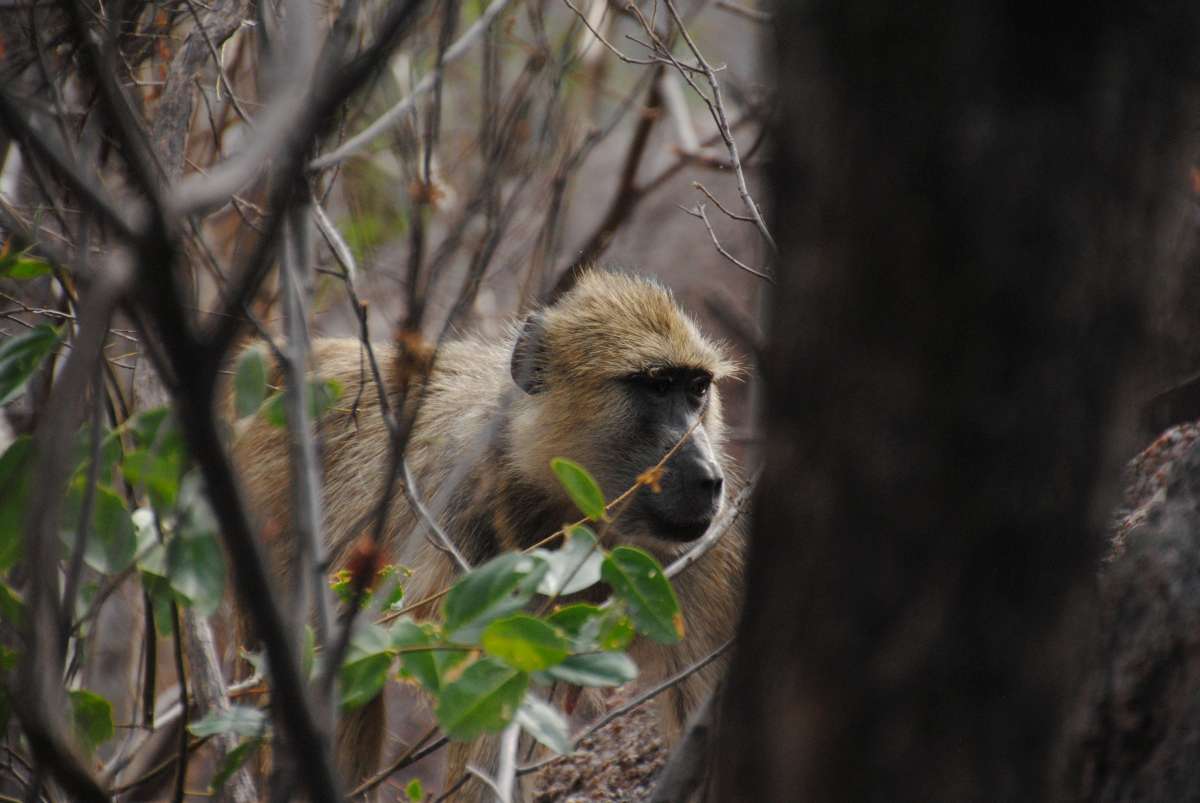 Lake Malawi: monkey