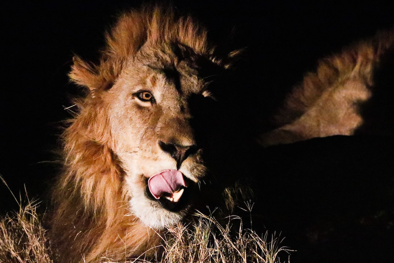 lion with dark background - rupert parker