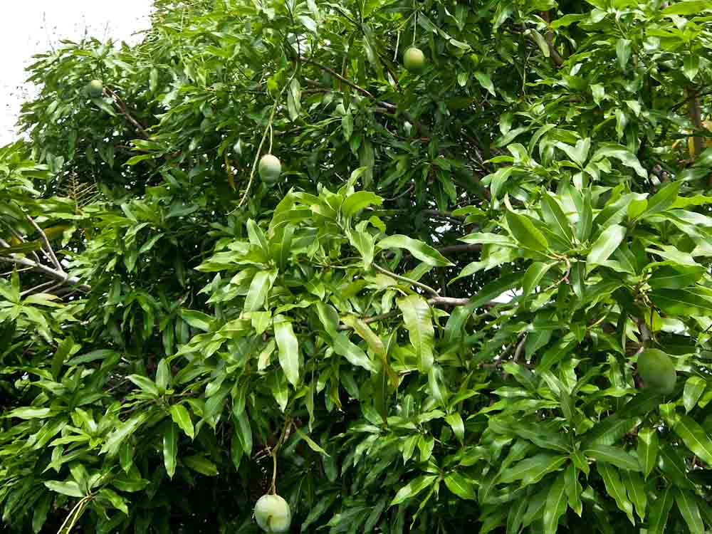 mango tree