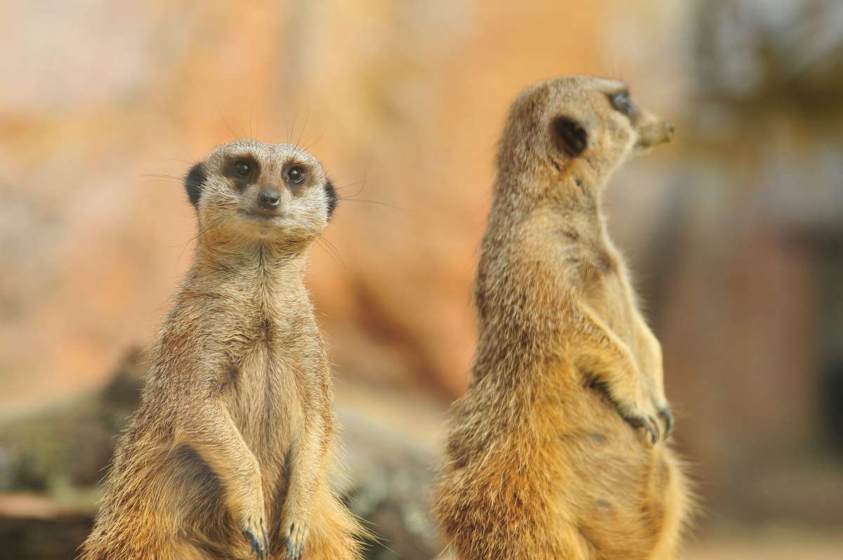 meerkats