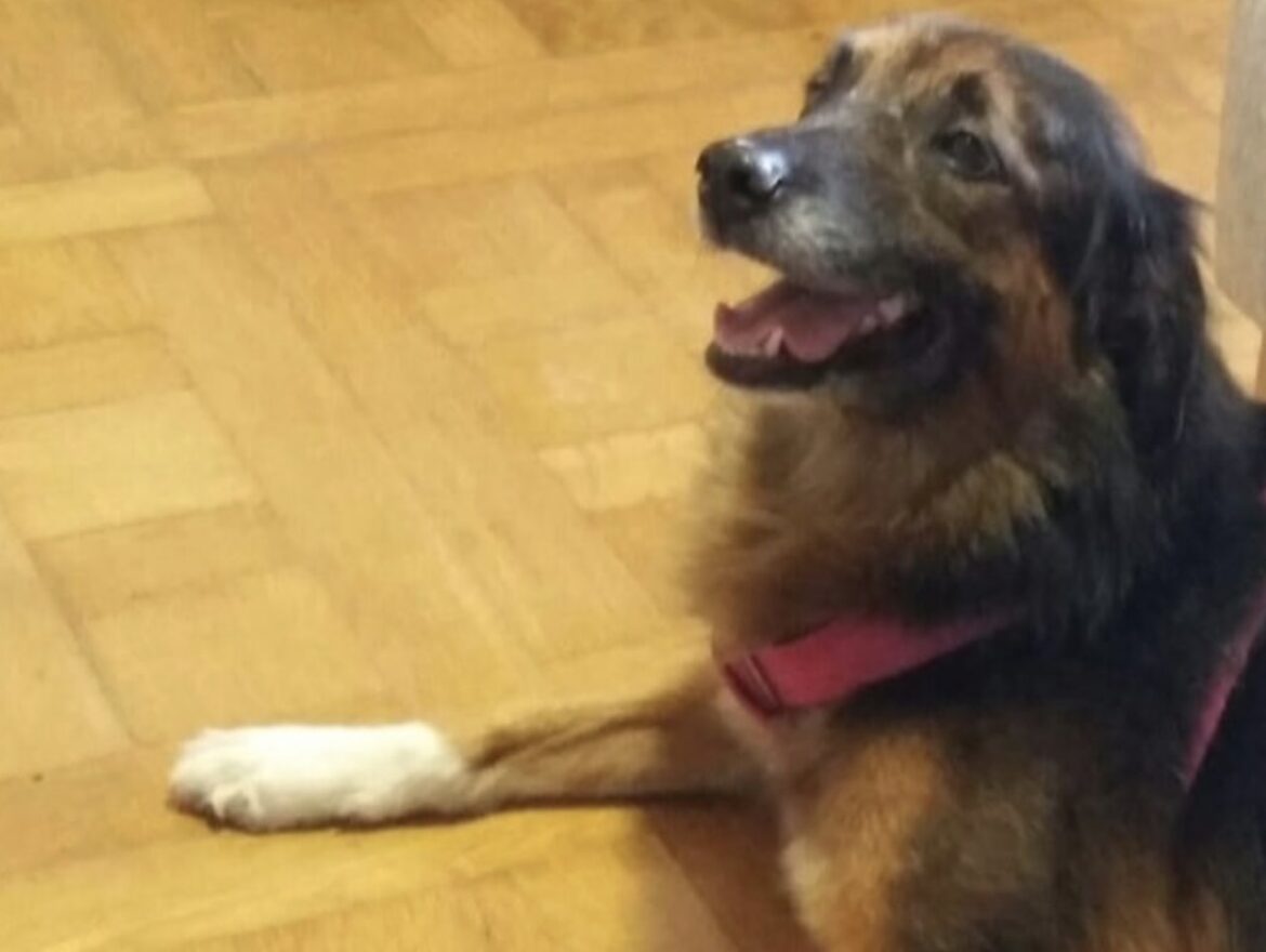 Mona, considered luggage