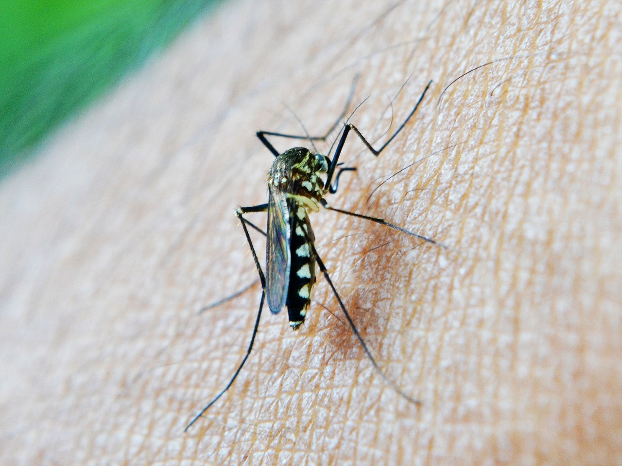 Malaria mosquito bite