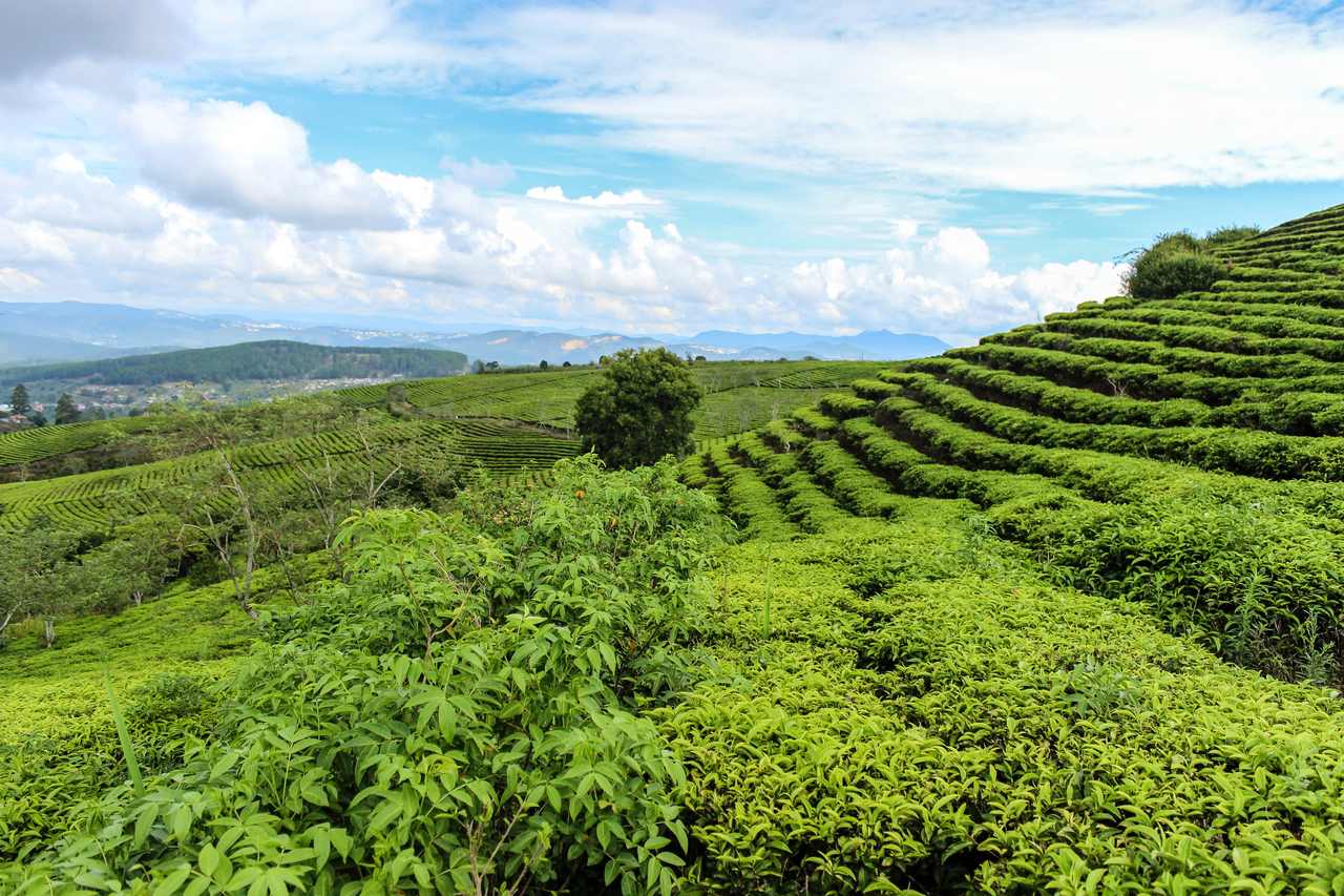Hills of Da Lat