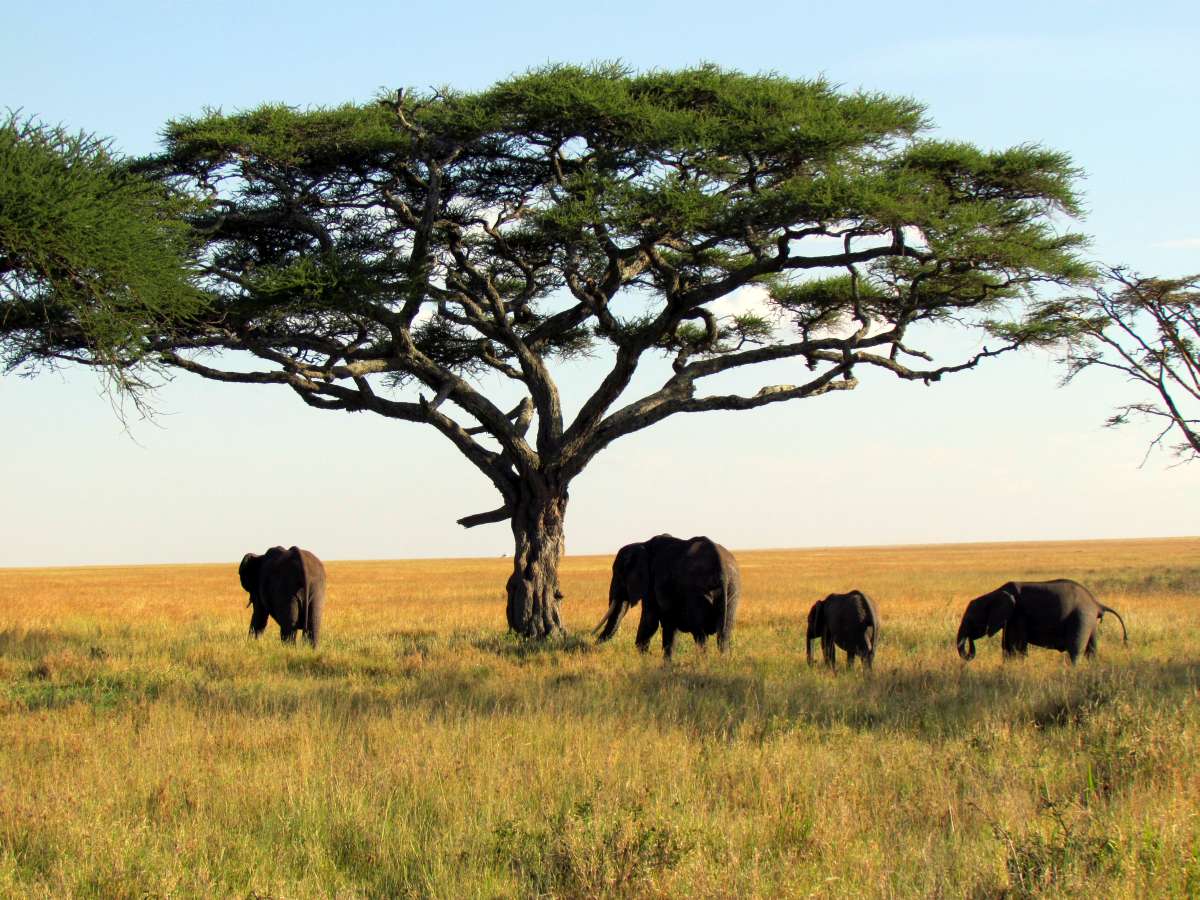 Elephants - Serengeti National Park safari - Tanzania, Africa