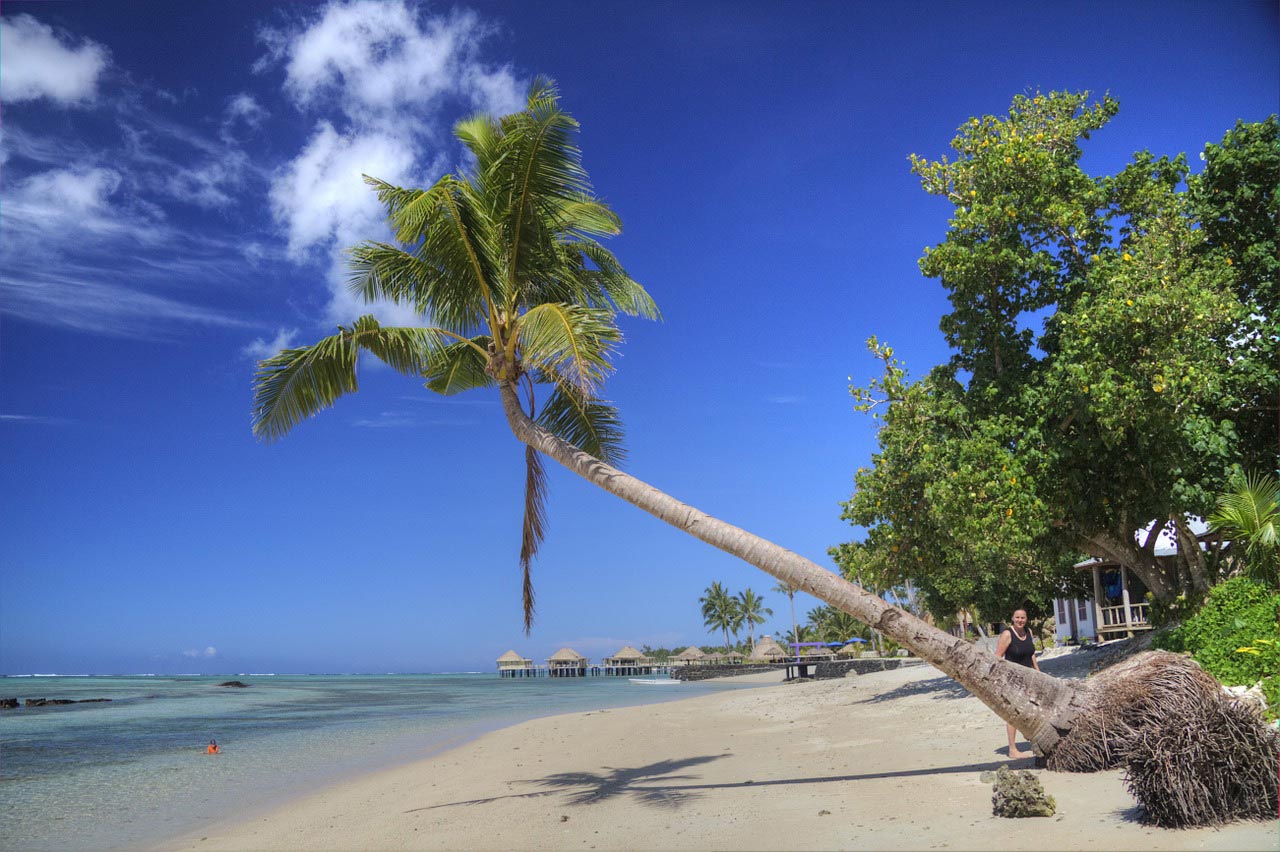 beach and palm tree in Samoa