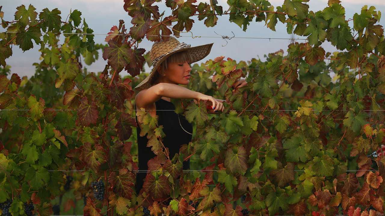 Vineyard