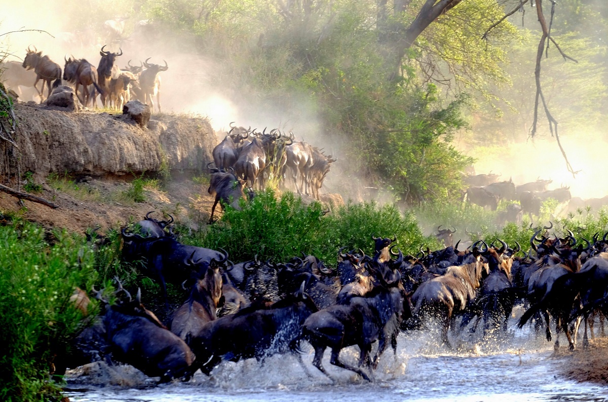 wildebeest crossing the river