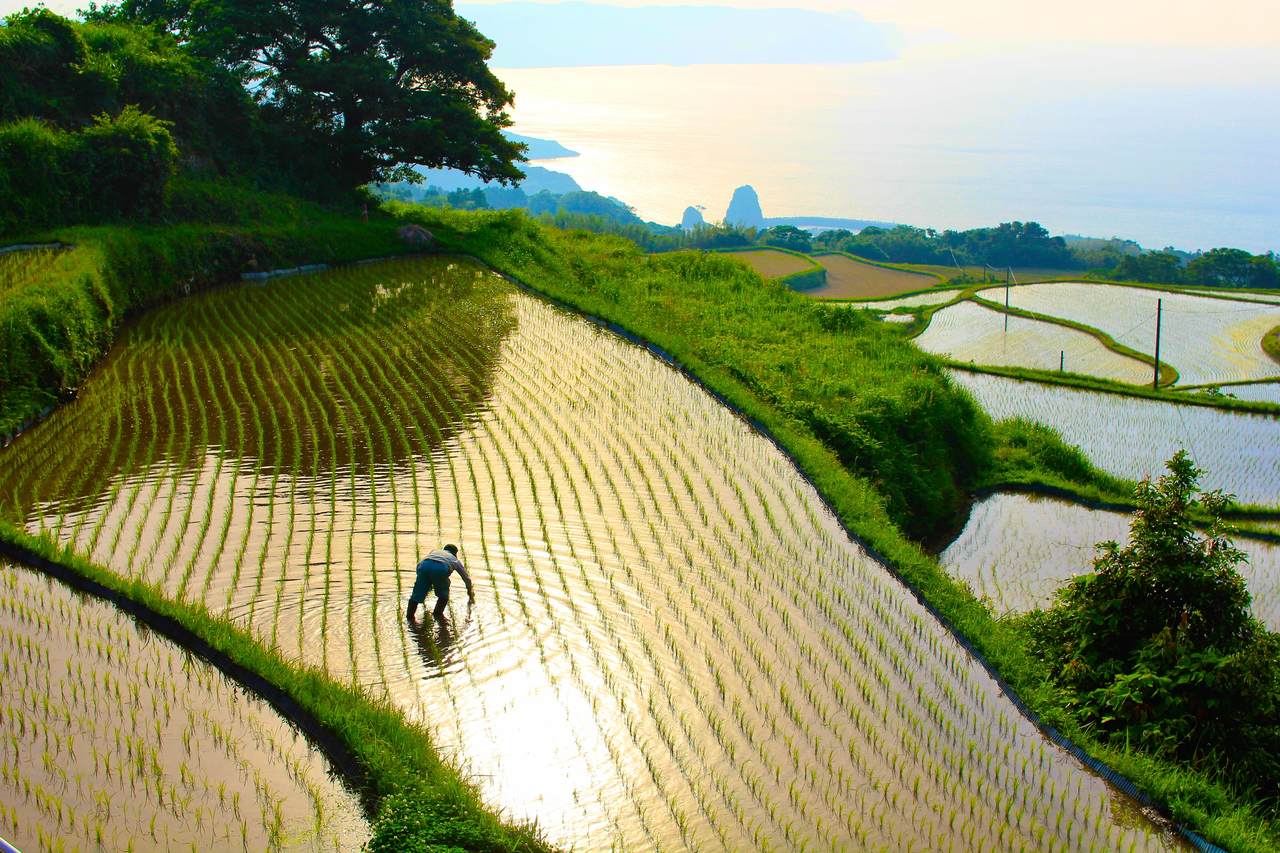 Yamaguchi Farmer in Higashi Ushirobata Rice Terrace
