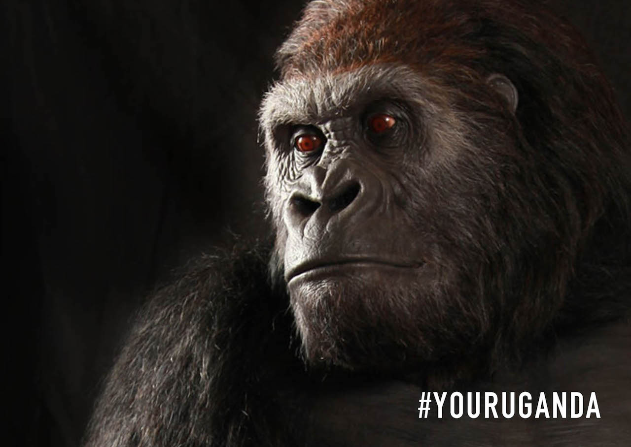 youruganda hashtag - gorilla
